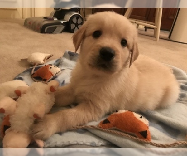 Medium Photo #2 Golden Retriever Puppy For Sale in WORCESTER, MA, USA