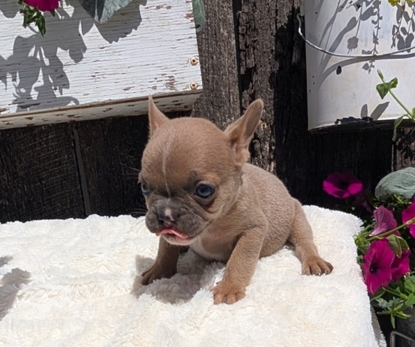 Medium Photo #65 French Bulldog Puppy For Sale in GOSHEN, IN, USA