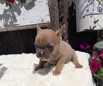 Small Photo #65 French Bulldog Puppy For Sale in GOSHEN, IN, USA