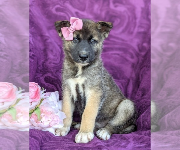 Medium Photo #2 Labrador Retriever-Siberian Husky Mix Puppy For Sale in LINCOLN UNIV, PA, USA