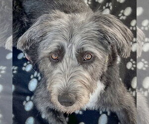 Mutt Dogs for adoption in Huntley, IL, USA