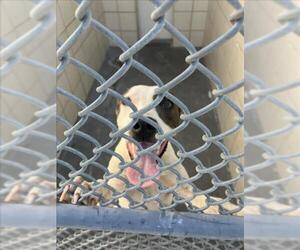 American Pit Bull Terrier-Unknown Mix Dogs for adoption in Corpus Christi, TX, USA