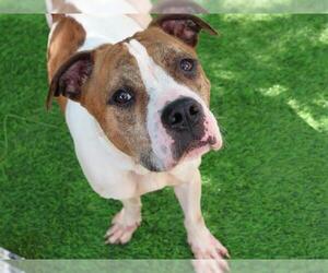 American Staffordshire Terrier Dogs for adoption in Tallahassee, FL, USA