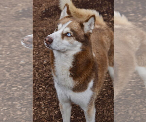 Medium Photo #4 Siberian Husky Puppy For Sale in Sequim, WA, USA