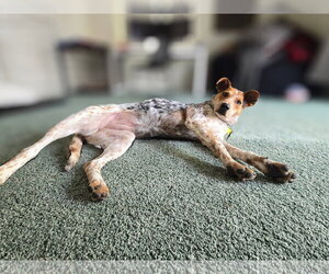 J. Elly Bean - Female Mutt Dog for Adoption - Photo #6