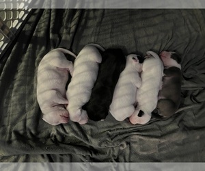 American Pit Bull Terrier Litter for sale in ZANESVILLE, OH, USA