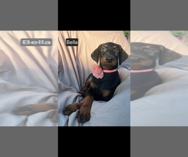 Medium Photo #1 Doberman Pinscher Puppy For Sale in POMEROY, OH, USA