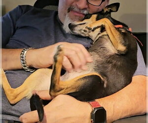 Trixie - Female Mutt Dog for Adoption - Photo #5