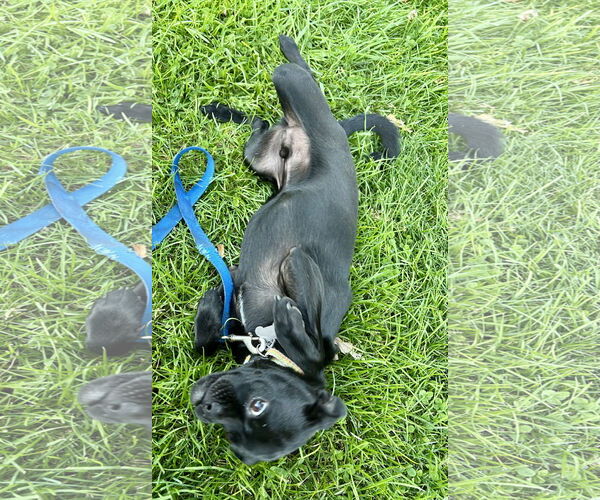 Medium Photo #6 Chug Puppy For Sale in San Diego, CA, USA