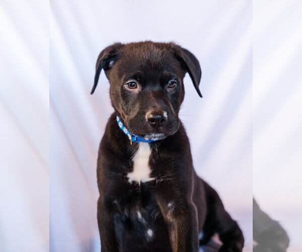 Medium Photo #9 Mutt Puppy For Sale in St. Louis Park, MN, USA