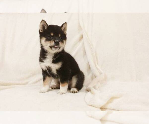 Medium Photo #4 Shiba Inu Puppy For Sale in ROWLAND HEIGHTS, CA, USA