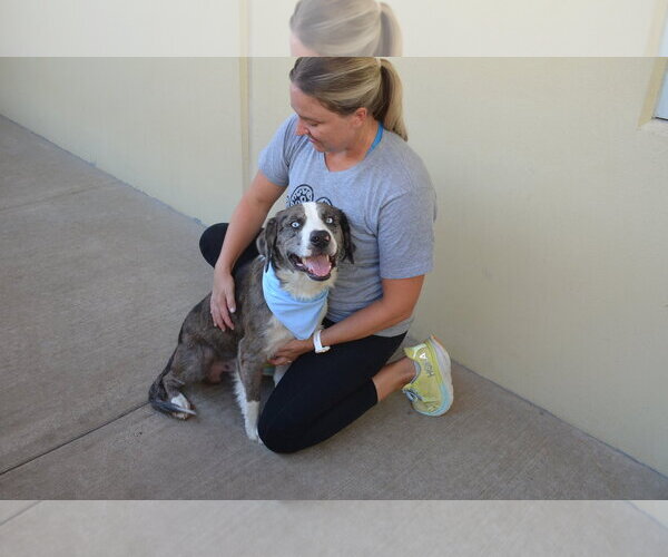 Medium Photo #1 Catahoula Leopard Dog-Unknown Mix Puppy For Sale in McKinney, TX, USA