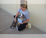 Small Catahoula Leopard Dog Mix