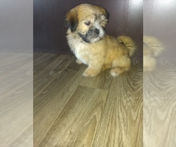 Medium Photo #8 Shih Tzu Puppy For Sale in LAPEER, MI, USA