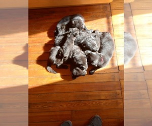 Sheprador Puppy for sale in COLUMBUS, OH, USA