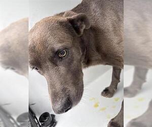 Labrador Retriever Dogs for adoption in Houston, TX, USA