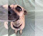 Small Photo #19 Chiweenie Puppy For Sale in Phoenix, AZ, USA