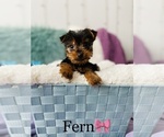 Small Photo #2 Yorkshire Terrier Puppy For Sale in COOKEVILLE, TN, USA
