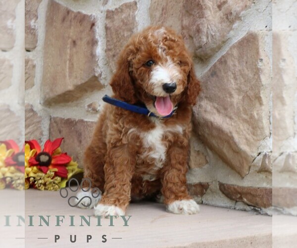 Medium Photo #5 Goldendoodle (Miniature) Puppy For Sale in GORDONVILLE, PA, USA