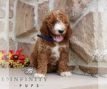 Small #4 Goldendoodle (Miniature)