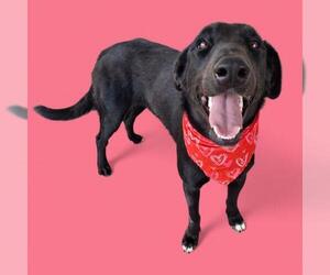 German Shorthaired Pointer Dogs for adoption in Bakersfield, CA, USA