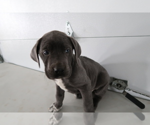 Great Dane Puppy for sale in BATTLE CREEK, MI, USA