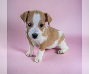 Jack Russell Terrier Puppy for sale in NASHVILLE, NC, USA