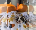 Small #1 English Springer Spaniel