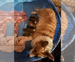 Mother of the Pembroke Welsh Corgi puppies born on 10/06/2025