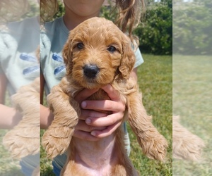 Goldendoodle Puppy for Sale in TEMECULA, California USA