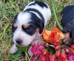 Small Photo #1 Dachshund Puppy For Sale in CHOCTAW, OK, USA