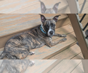 Boston Terrier-Unknown Mix Dogs for adoption in Springdale, PA, USA