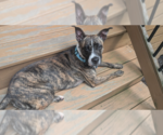 Small Boston Terrier Mix