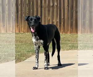Collie-Labrador Retriever Mix Dogs for adoption in Rockaway, NJ, USA