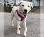 Small #2 Sheprador