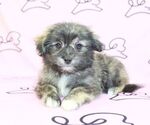 Small Photo #14 Pom-A-Poo Puppy For Sale in LAS VEGAS, NV, USA