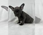 Small #2 French Bulldog