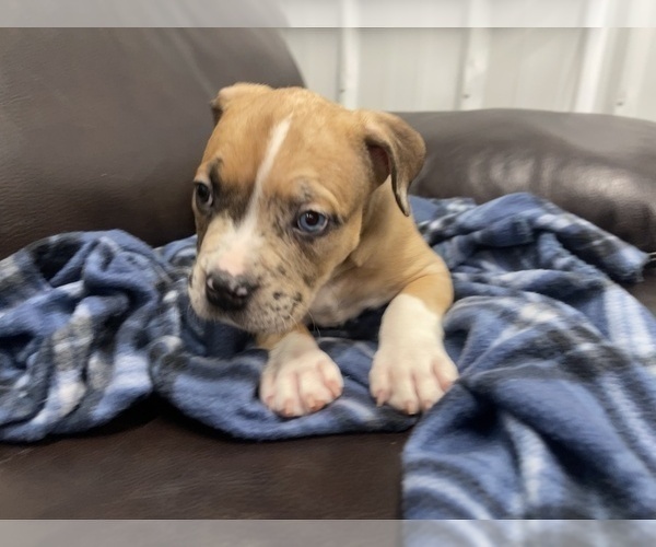 Medium Photo #121 American Bully Puppy For Sale in REESEVILLE, WI, USA