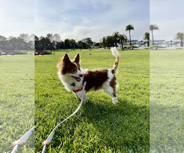 Medium Photo #13 Chi-Corgi Puppy For Sale in San Francisco, CA, USA