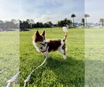 Small #12 Chi-Corgi