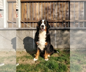 Mother of the Bernese Mountain Dog puppies born on 03/27/2019