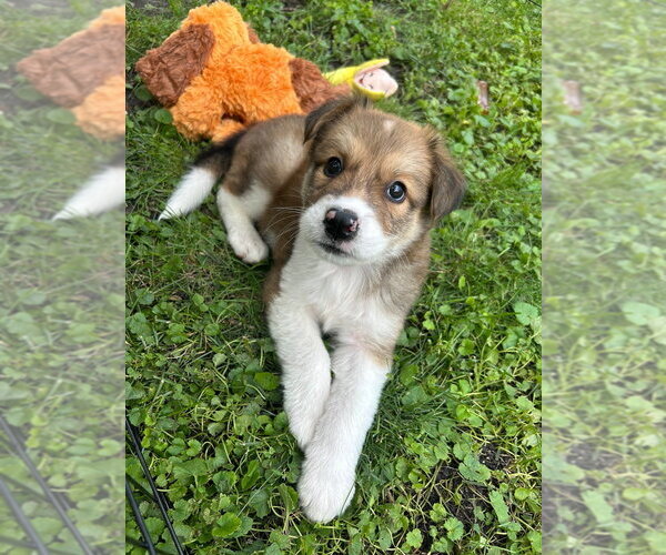 Medium Photo #1 Australian Shepherd-Unknown Mix Puppy For Sale in Andover, MN, USA