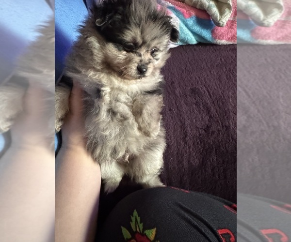 Medium Photo #5 Pomeranian Puppy For Sale in MOUNTAIN VIEW, MO, USA