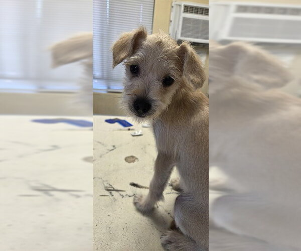 Medium Photo #1 Mutt Puppy For Sale in Lodi, CA, USA
