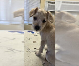Mutt Dogs for adoption in Lodi, CA, USA