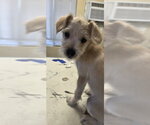 Small Mutt