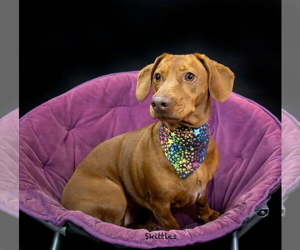 Medium Photo #3 Dachshund-Unknown Mix Puppy For Sale in Hot Springs Village, AR, USA