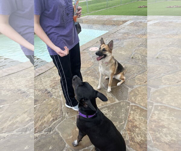 Medium Photo #14 Labrador Retriever-Unknown Mix Puppy For Sale in Katy, TX, USA