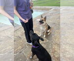 Small #13 Labrador Retriever Mix
