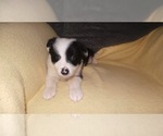 Small Photo #31 Border Collie Puppy For Sale in AIKEN, SC, USA